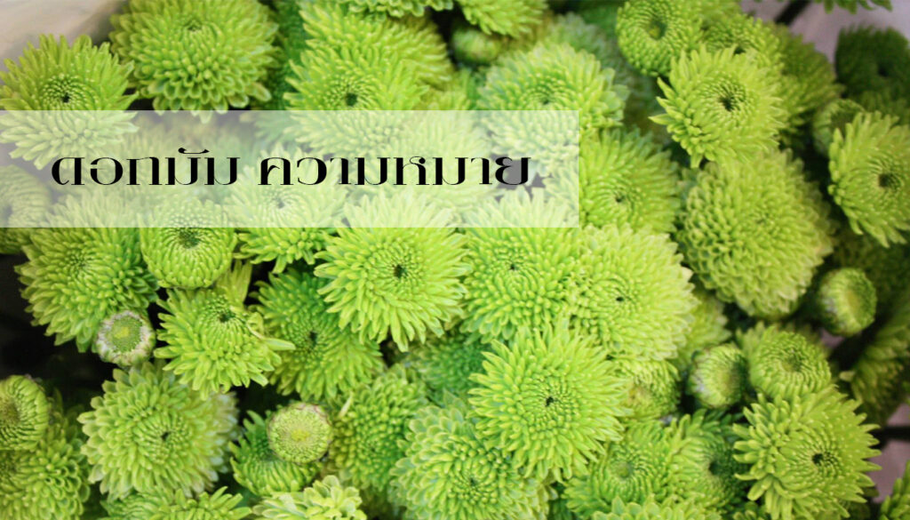 ดอกมัม-ความหมาย — BoonForal ดอกไม้งานศพ